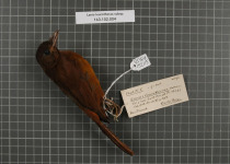 White-throated Shrike-Tanager