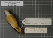 White-throated Spadebill