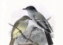 White-throated Spadebill