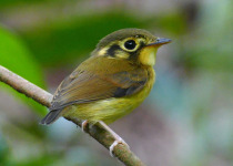 White-throated Spadebill