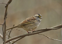 White-throated Sparrow
