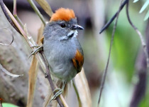 White-throated Spinetail