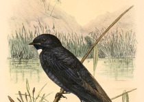 White-throated Swallow