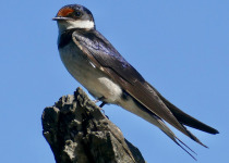 White-throated Swallow