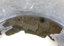 White-throated Swallow