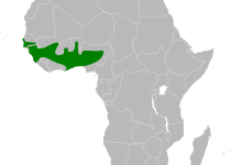 White-throated Swallow