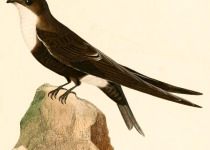 White-throated Swift