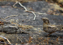 White-throated Swift