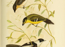 White-throated Tapaculo