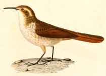 White-throated Tapaculo