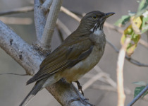 White-throated Thrush