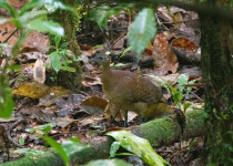 White-throated Tinamou