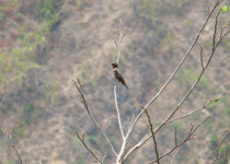 White-throated Toucan