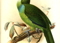 White-throated Toucanet