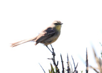 White-throated Toucanet