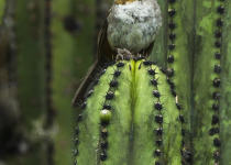 White-throated Towhee