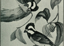 White-throated Treecreeper