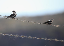 White-throated Treecreeper