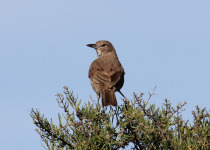 White-throated treerunner
