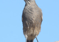White-throated Tyrannulet