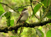 White-throated Tyrannulet