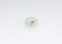 White-throated White-eye