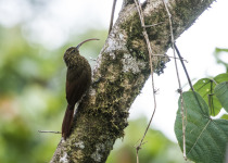 White-throated Woodcreeper