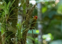 White-throated Woodpecker