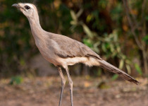 White-throated Woodstar