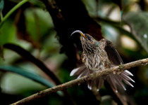 White-tipped Sicklebill