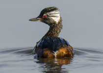 White-tufted Grebe