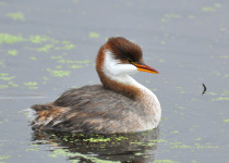 White-tufted Grebe
