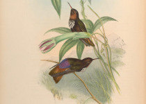 White-tufted Sunbeam