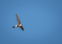 White-tufted Swift