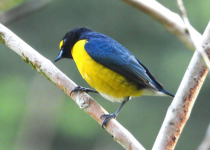 White-vented Euphonia