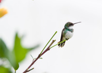 White-vented Violetear