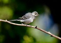 White Wagtail