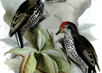 White-wedged Piculet