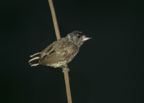 White-wedged Piculet