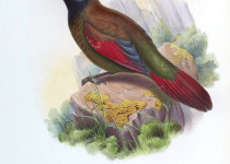 White-whiskered Laughingthrush