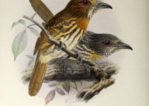 White-whiskered Puffbird