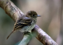 White-winged Black-Tyrant