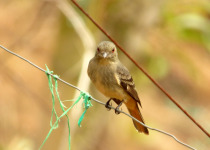 White-winged Black-Tyrant