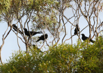 White-winged Chough