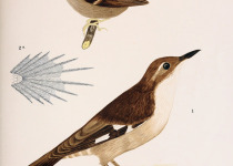 White-winged Cinclodes