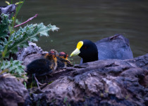 White-winged Coot