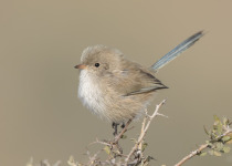 White-winged Fairywren