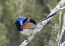 White-winged Fairywren