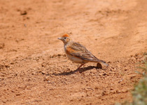 White-winged Lark