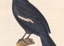 White-winged Magpie